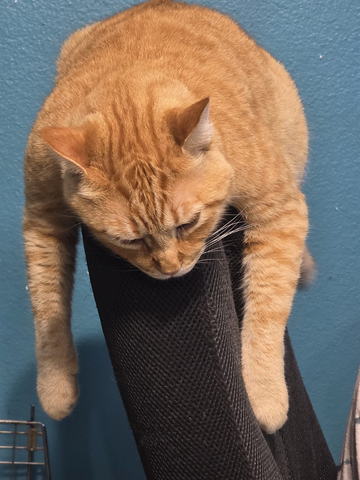 Finn, a large orange tabby, draped over the top of a cat tree