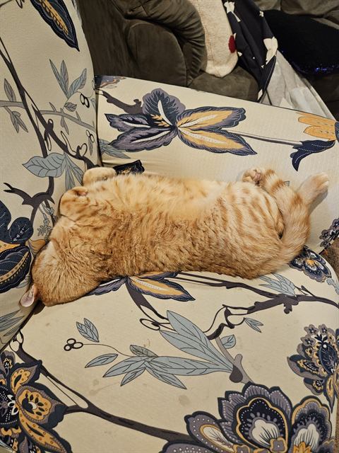 Finn: Belly-up on the good chair. He knows it's the good chair.