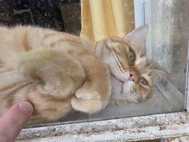 Finn: Pressed against the glass like a furry pancake.