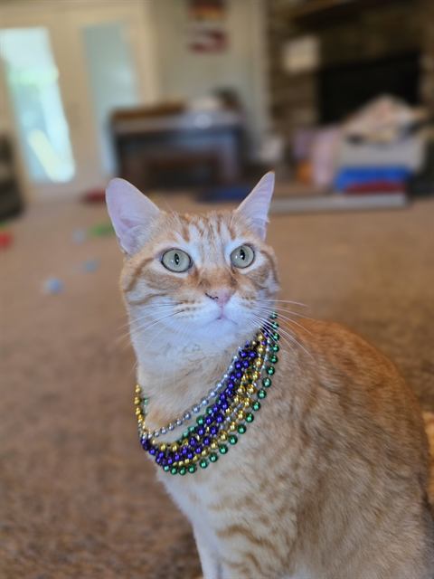 Finn: Laissez les bons temps rouler. He wore it better.
