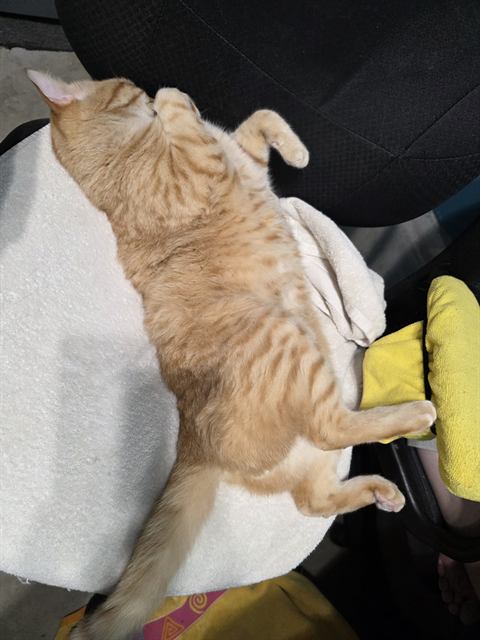 Finn: Full stretch: roughly one meter of cat.