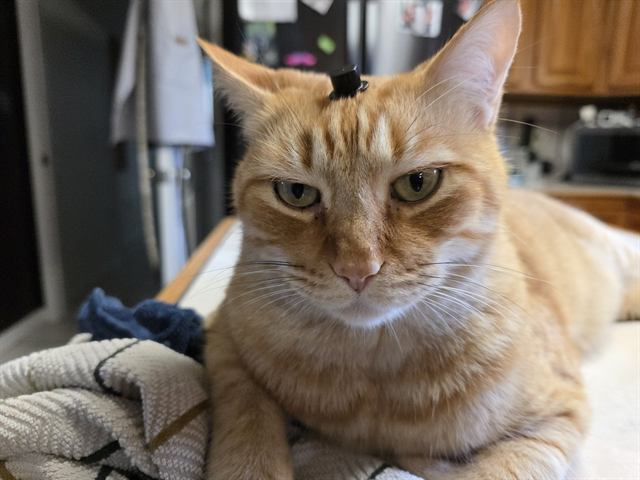 Finn: Who said the word "diet"?