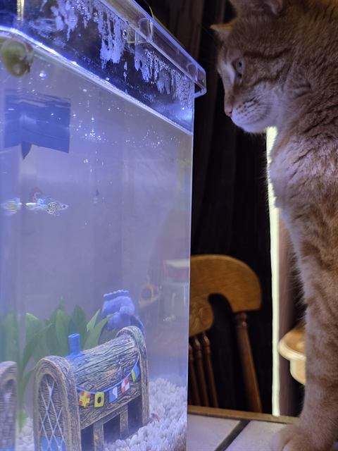 Finn: Just looking. Definitely, absolutely just looking.