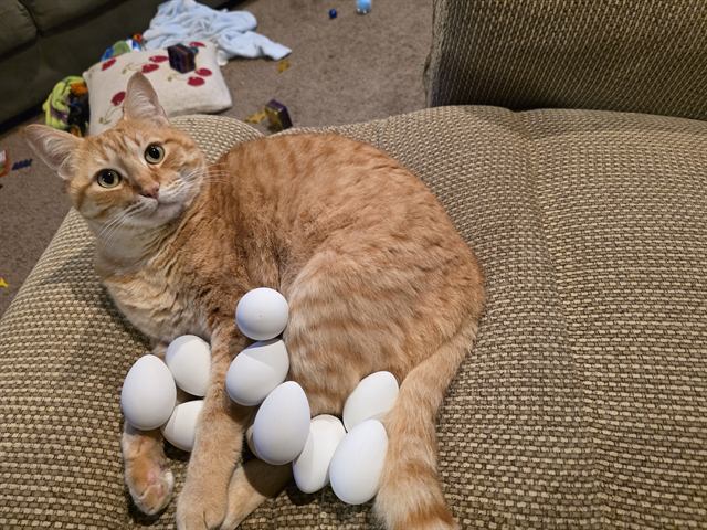 Finn: Sitting on his eggs. No further questions.