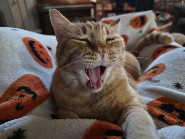 Finn: The mighty roar of a fearsome lion.