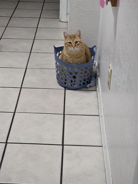 Finn: If it fits, he sits. If it doesn't, he sits anyway.
