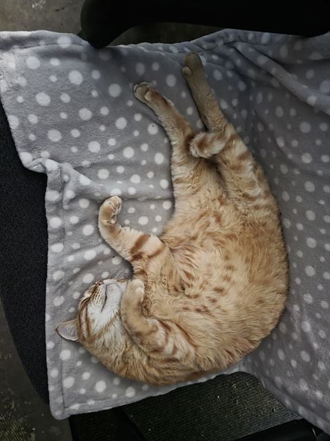 Finn: Cinnamon roll mode: engaged.