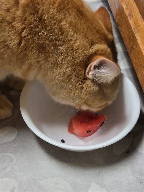 Finn: Quality control at the food bowl.