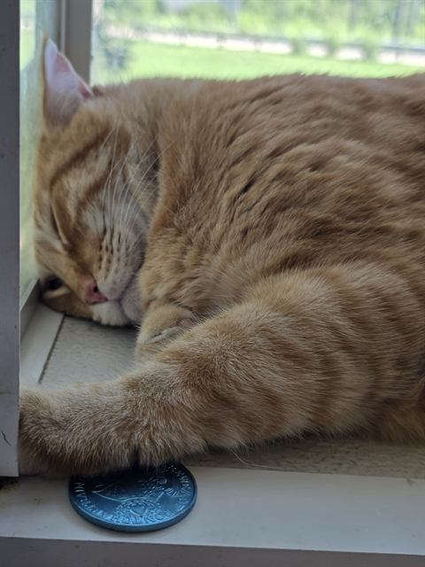 Finn: Window nap, sun-warmed to perfection.