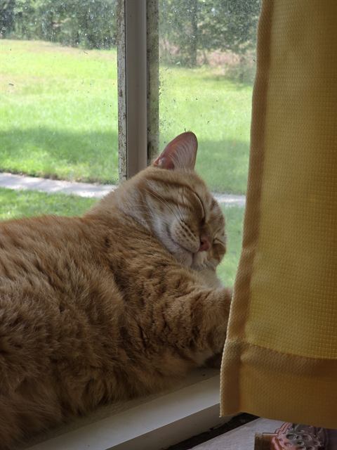 Finn: Bird TV. All channels, all day.