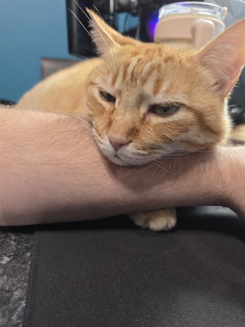 Finn: Arms are for resting chins on.