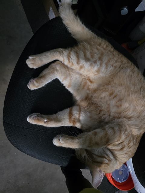 Finn: Upside-down and unbothered.