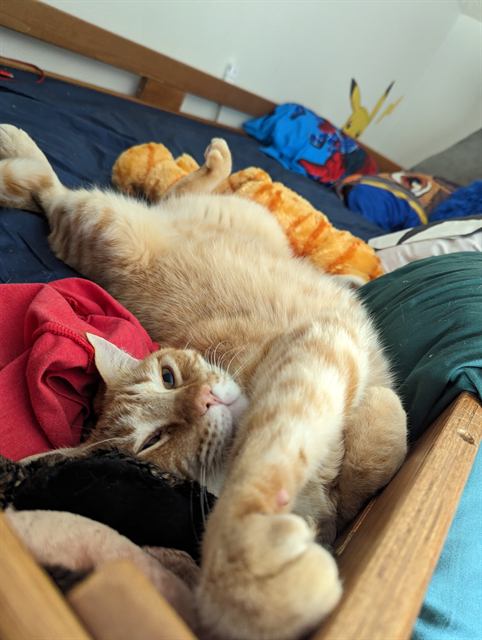 Finn: Supervising bedtime.