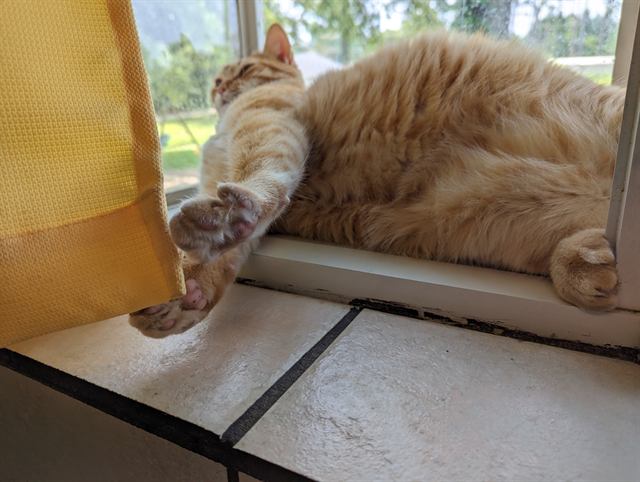 Finn: Full stretch in the garden window.
