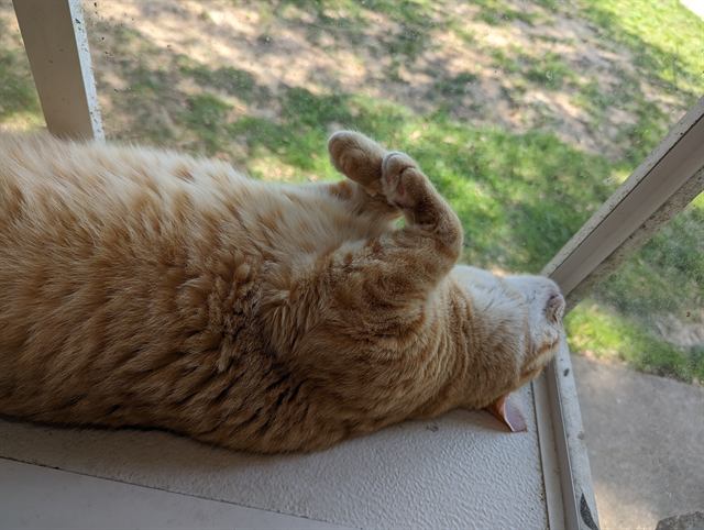 Finn: Maximum floof exposure.