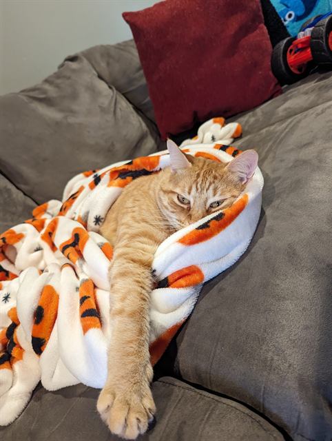 Finn: Spooky season chonk.
