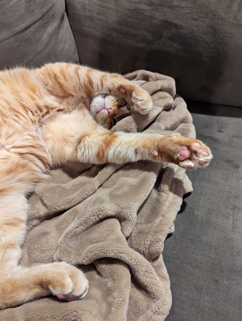 Finn: Toe beans on display.