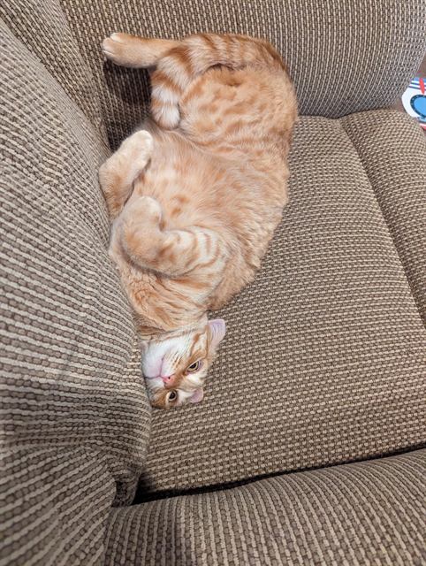 Finn: Couch corner, upside-down division.