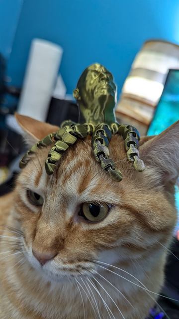 Finn: Wearing a 3D-printed Rocktopus. Allegedly fine with it.