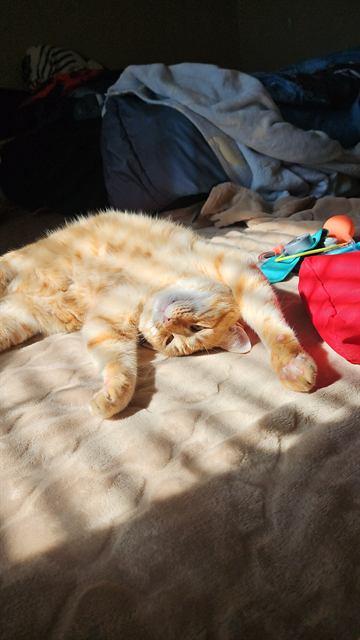 Finn: Golden hour, golden cat.