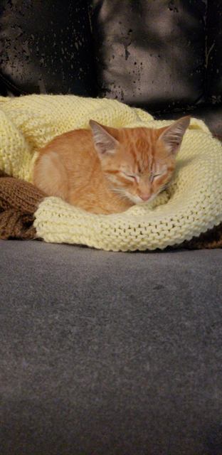 Finn: Exhibit A: the before picture. Tiny Finn.