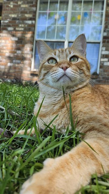 Finn: Lord of the lawn.