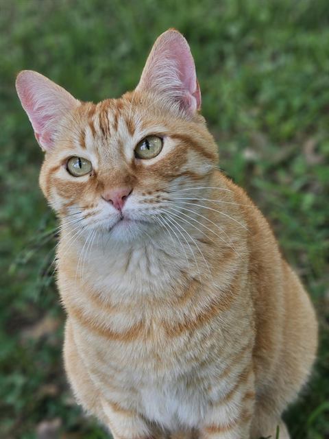 Finn: Model Finn. Serving face.